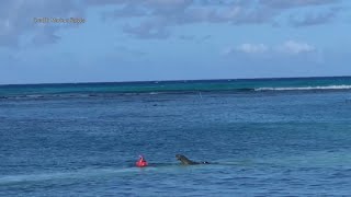 夏威夷雌僧海豹護幼崽 主動攻擊路過泳客 - 海洋動物攻擊人類事件 - 國際新聞