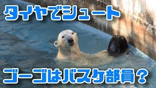 タイヤで遊ぶホッキョクグマのゴーゴはバスケ部員　The polar bear's Go-go playing with a tire