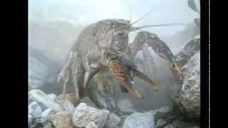 America's Crayfish: Crawling In Troubled Waters