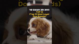 세계에서 충성심이 강한 강아지 순위 TOP 10(Top 10 Most Loyal Dog Breeds)