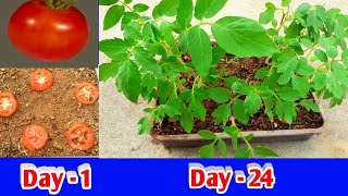 How to grow tomatoes at home tamil /தக்காளி செடி வளர்ப்பது எப்படி/tomato plant / Gardening