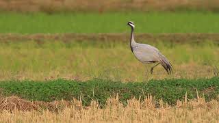 ♪鳥くん野鳥動画（石川県）アネハヅル羽繕い