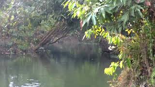 SIKIA JHORA BOAT SAFARI \u0026 PICNIC SPOT - AMAZON OF DOOARS, BUXA TIGER RESERVE #dooars,#sikiajhora,