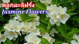 Jasmine Flowers ดอกจัสมินฝรั่ง พึ่งรู้อายุยืนเป็น 100ปีตายยาก หอมฟุ้งมีประโยชน์เหลือเชื่อ