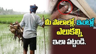 వరి చేలల్లో ఎలుకల్ని ఎలా పడతారో తెలుసా ? | Rats Catching In Paddy Fields || Mana Rangasthalam