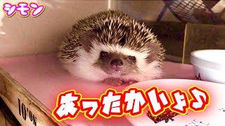 【万能ヒーター】暖突で快適ハリネズミライフ🦔省エネ活用法も。hedgehog heater