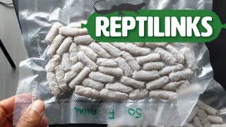 Unboxing Reptilinks and Feeding Them to My Baby Hognoses