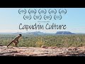 Capuchin Culture