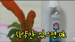 지긋지긋한 진딧물 치약 하나만 있어도 충분합니다