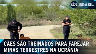 Cães são treinados para farejar minas terrestres na Ucrânia | SBT Brasil (11/05/24)
