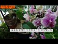 환희사랑 vlog 7월베란다정원 정이힐링공간님 선물 너무 예쁜 엑사쿰 여름식물 칼라디움 핑크백합 란타나 주부tv