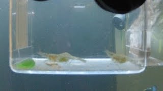 Pregnant Ghost Shrimp in Breeder box with baby guppies with bad focus