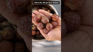 How to grow soapnuts? #shorts #sustainableliving