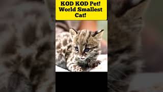 உலகிலேயே மிக சிறிய பூனை இது தான்! Smallest Pets In The World I info share tamil I #shorts