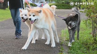 【秋田犬新聞】偶然そろった！３色３匹　「とにかくいとおしい」家族