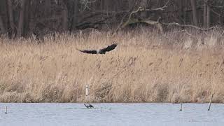 Seeadler jagt Kormoran, Schleswig-Holstein 16.1.23