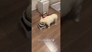 愛犬と4歳児がせっかち過ぎた結果…　#shorts #愛犬 #日常 #家族