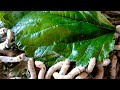 silkworms eating a mulberry leave ರೇಷ್ಮೆ ಹುಳು ಸಾಕಾಣಿಕೆ ಶೆಡ್