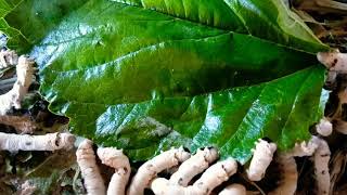 silkworms eating a mulberry leave ರೇಷ್ಮೆ ಹುಳು ಸಾಕಾಣಿಕೆ ಶೆಡ್