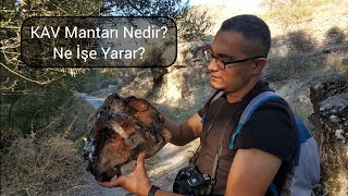 KAV MANTARI (Fomes fomentarius) Nedir ve Ne İşe Yarar? Yaban Hayatı Uzmanı Yekta Arı Anlatıyor