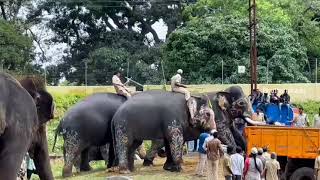 Mysuru Dasara Elephant's going back their Home | ಮೈಸೂರು ದಸರಾ ಮುಗಿಸಿ ಕಾಡಿಗೆ ಹೊರಟ ಗಜಪಡೆ