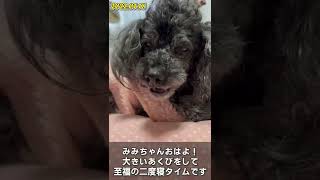 あくびして二度寝をする犬が可愛い！【老犬と過ごす日常】#shorts