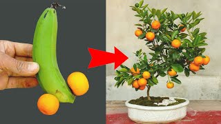 Best method of planting oranges with bananas to give the tree a lot of fruit