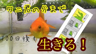 【金魚】100日後も生きるぼええ【ピンポンパール 】