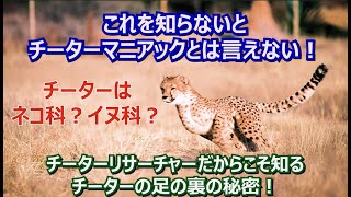 チーターはネコ科じゃない？イヌ科なの？これを知らないと、ほんとのチーターマニアックじゃない！チーターリサーチャーだからこそ知る、チーターの足の裏の秘密。