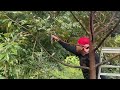 EPISOD 2 : Pruning Pokok Durian Gaya Agus Widodo