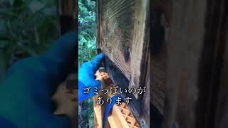 🎶まさかの好調群🐝💨日本ミツバチが逃去👋なかなか中を見る勇気がない