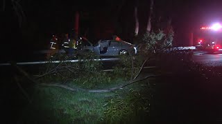 Eucalyptus tree falls on Hwy 101, near el Capitan exit