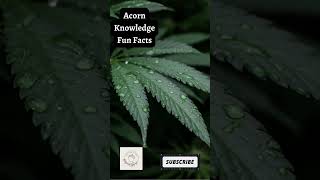 Acorn Knowledge Fun Facts  Marijuana  #2