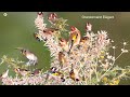 بتبتة وستستة جماعية فتاكة بتبتة الحسون فعالة في علاج صمت الحسون goldfinch stimulation