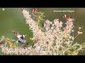 بتبتة وستستة جماعية فتاكة بتبتة الحسون فعالة في علاج صمت الحسون goldfinch stimulation