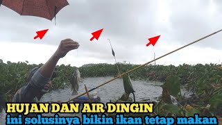 GAK NYANGKA ..!!! cara paling mudah agar ikan nila tetap makan saat musim hujan || essen jitu