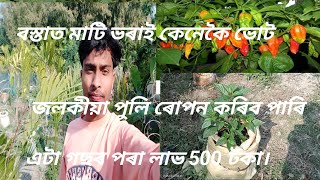 বস্তাত ভোট জলকীয়া খেতি। এটা গছৰ পৰা লাভ 500 টকা।