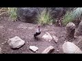 buff crested bustard at cincinnati zoo november 2017