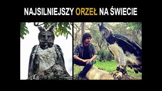 Prawdziwy latający potwór! Najsilniejszy jastrząb na świecie!