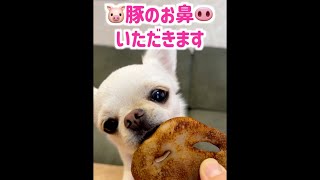 今日の犬おやつ【豚さんのお鼻🐽】#ペキチワのペチ