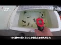 【氷点下の朝！当歳金魚の越冬】当歳金魚でも外で無事に越冬出来る？