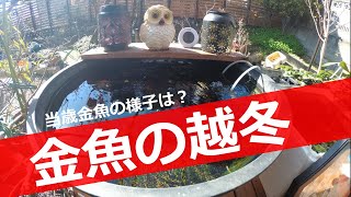 【氷点下の朝！当歳金魚の越冬】当歳金魚でも外で無事に越冬出来る？