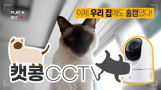 이제 우리집에도 홈캠이! 캣콩CCTV 시작합니다 | Eufy Indoor Cam 2K \u0026 Tilt [INDO SUB]