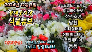 양재꽃시장 식물튜브 24년 12월 3일 입고영상 시청 하시면서 힐링타임 되세요~  #양재꽃시장 #식물튜브 #월동 #관엽 #식물아빠