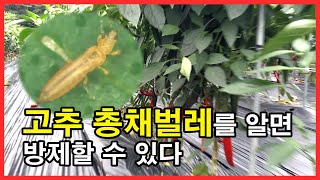 고추 총채벌레의 특성과 방제법을 고추농사달인에게 듣다