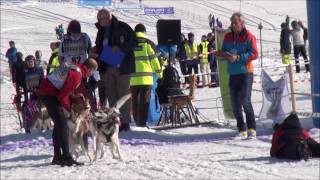 Schlittenhunderennen Inzell