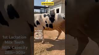 High Yield Important Semen Cow Bangalore Top Quality HF Cow #cow #dairycows #farming #hfcowdairyfarm