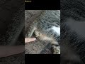 【ご視聴注意】 猫の ω をつんつん ´っ･ω･ っ してみた（ショート版）／ caution i hit the cat s ω ´っ･ω･ っ.cat shorts