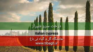 خرید و فروش آنلاین درخت سرو شیراز ( italian cypress )