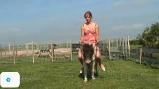 Girl Enjoying riding a Pony #ponyriding #goat #goatriding #donkeyriding #sheepriding